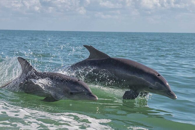 10000 Islands Everglades Boat Tour - Why Captain Bobby and Cheese make the difference