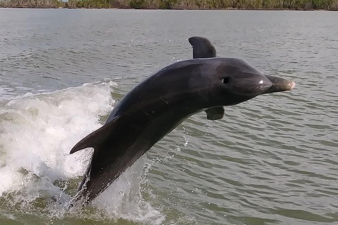 2 Hour Dolphin, Birding and Shelling Tour - Key things that make this tour worth your time