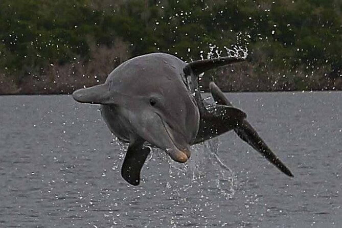 2 Hour Dolphin, Birding and Shelling Tour - Shelling on a remote island: the fun part, with honest expectations