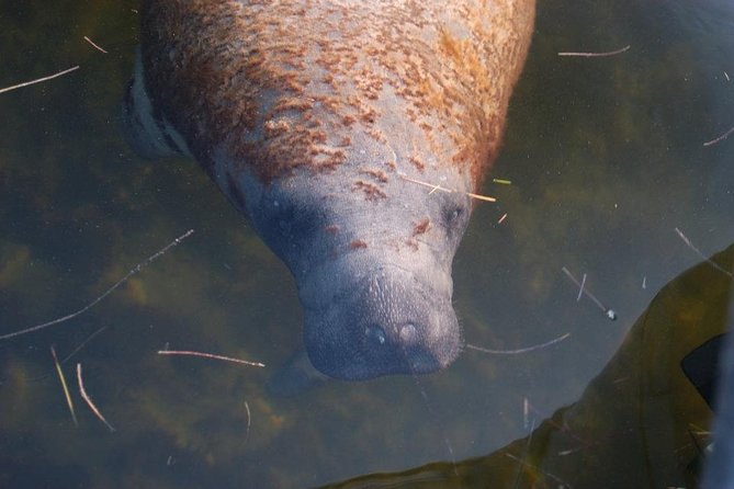 2 Hour Dolphin, Birding and Shelling Tour - Wildlife photo opportunities and why timing matters