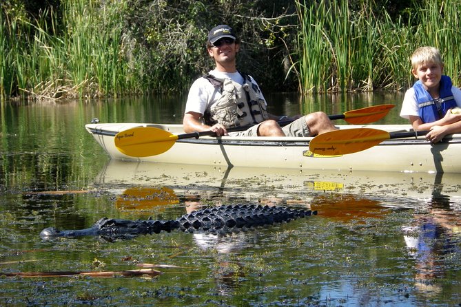 3 Hour Guided Mangrove Tunnel Kayak Eco Tour - Quick Takeaways