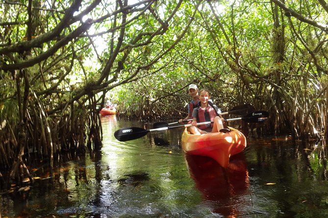 3 Hour Guided Mangrove Tunnel Kayak Eco Tour - Wildlife Spotting: Birds, Gators, Fish, and the Fun of Slow Observation