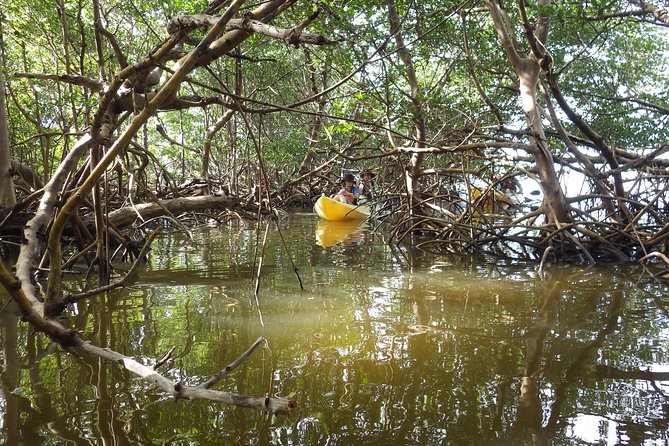 3 Hour Guided Mangrove Tunnel Kayak Eco Tour - How the Small Group Size Changes the Whole Experience