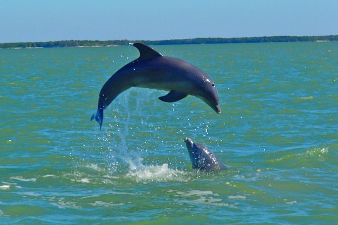 Avi's Premium Dolphin Tour by Jet Ski - What You’re Really Doing While You Hunt for Dolphins