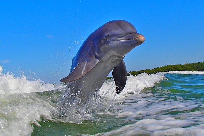 Avi's Premium Dolphin Tour by Jet Ski - Group Size, English Guide Service, and the Mobile Ticket