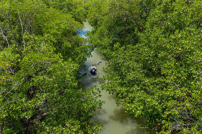 Clear Kayak Guided Eco Tour in North Naples - Paddling through mangroves: where the wildlife odds live