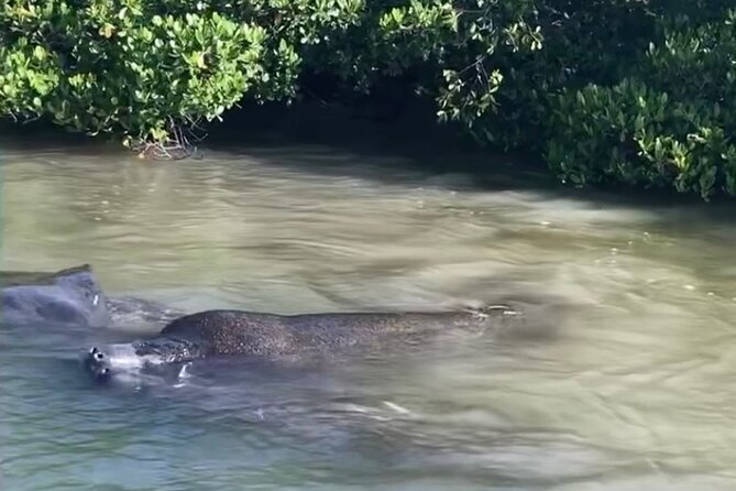 Clear Kayak Guided Eco Tour in North Naples - Clear kayaks: the best view can depend on water clarity
