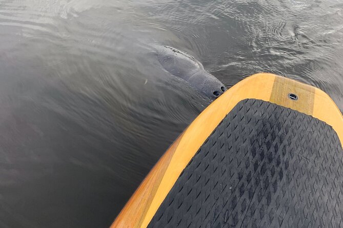 Dolphin and Manatee Adventure Tour of Naples with Florida History - Key things to know before you paddle Naples