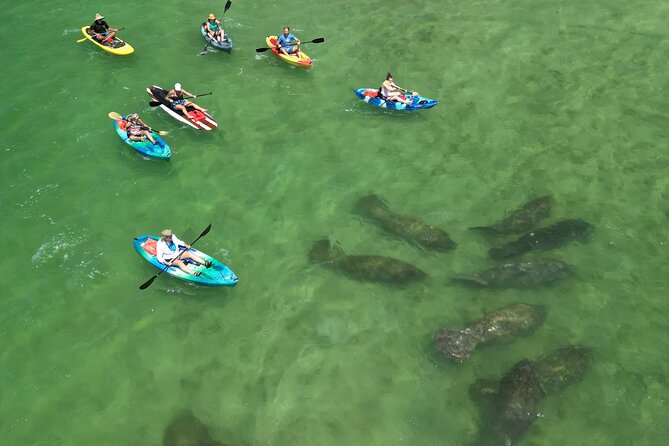 Dolphin and Manatee Adventure Tour of Naples with Florida History - Naples manatee and dolphin paddling: what you’re really signing up for