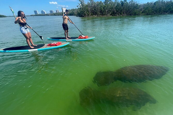 Dolphin and Manatee Adventure Tour of Naples with Florida History - Florida history + wildlife facts while you paddle