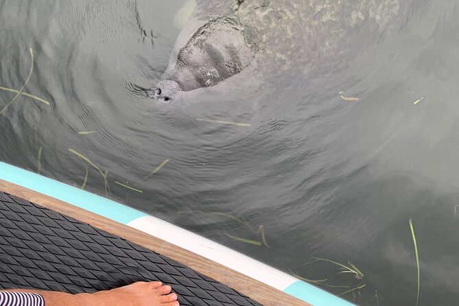 Dolphin and Manatee Adventure Tour of Naples with Florida History - Price and value: why $65 makes sense for Naples