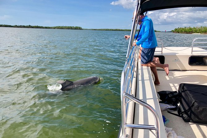 Dolphin and Shelling Cruise for up to 12 people - Dolphins and manatees: what to expect when wildlife is shy