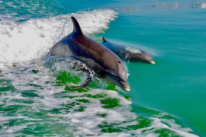 Dolphin and Shelling Cruise for up to 12 people - The barrier island shelling stop: swimming, sandy treasure, and time limits