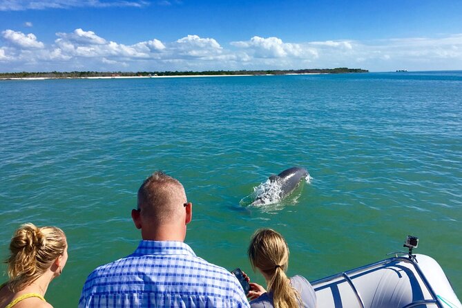 Dolphin and Shelling Cruise for up to 12 people - Morning vs afternoon: when to book for dolphins and sand dollars