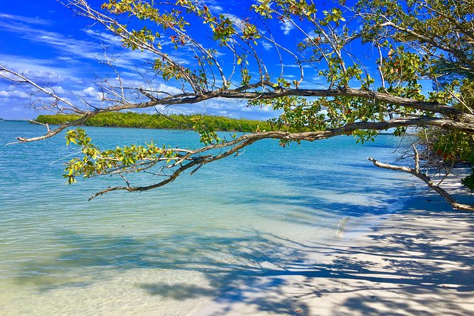 Dolphin and Shelling Cruise for up to 12 people - Small-group comfort: why 12 people feels like a sweet spot