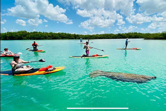 Dolphin, Manatee and Sea Turtle Adventure Tour of Bonita Springs - Paddleboard or kayak: what you’re really signing up for