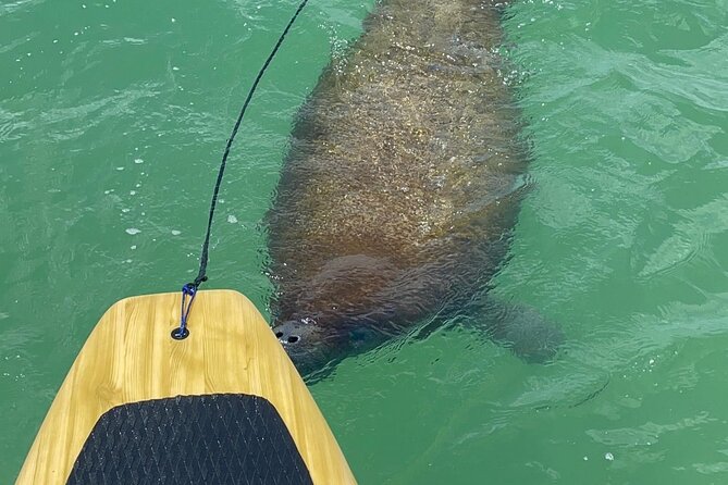 Dolphin, Manatee and Sea Turtle Adventure Tour of Bonita Springs - How long it lasts and how the pacing feels