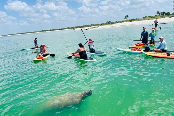 Dolphin, Manatee and Sea Turtle Adventure Tour of Bonita Springs - Price and value: why $65 can make sense here