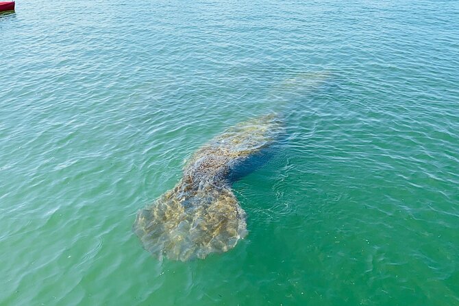 Easy Ride Pedal Kayak Tour Marco Island & Naples (Pedal or Paddle - Entering the Mangroves: What You’ll Do Once You Launch