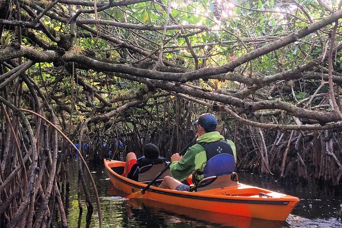 Everglades Kayak Safari Adventure Through Mangrove Tunnels - Key things I’d bet on