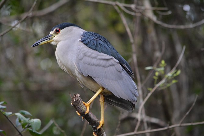 Everglades Kayak Safari Adventure Through Mangrove Tunnels - How the paddle works: instruction first, wildlife second