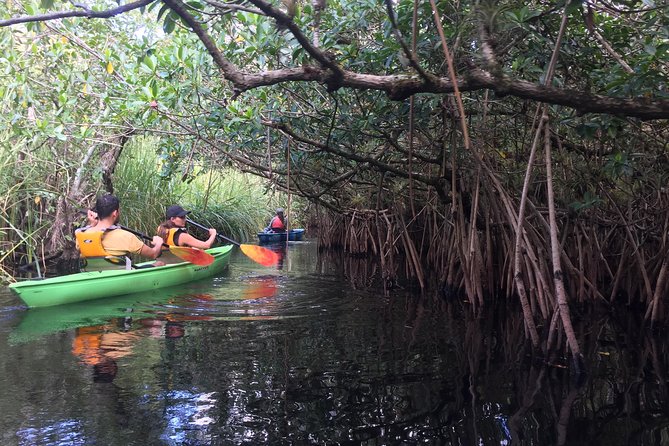 Everglades Kayak Safari Adventure Through Mangrove Tunnels - The seasonal reality check: shallow water and missing gators