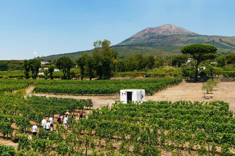 From Naples: Wine Tasting Tour on Vesuvius Slopes with Lunch - Getting From Naples: Pickup Timing and the On-Road Vibe