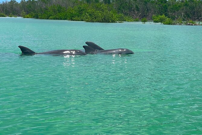 Guided Hobie Kayak EcoTour: Premium Eco Experience Bonita Springs - Wildlife Spotting: Dolphins, Manatees, and Coastal Birds