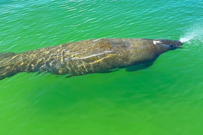 Guided Hobie Kayak EcoTour: Premium Eco Experience Bonita Springs - The Guide Experience: Mike’s Coastal Expeditions at Its Best
