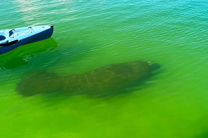 Guided Hobie Kayak EcoTour: Premium Eco Experience Bonita Springs - How the Pedal Kayak Changes the Whole Trip