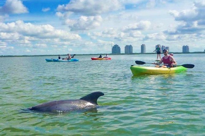 Guided Island EcoTour: CLEAR/Standard Kayak, SUP - Bonita Springs - Wildlife viewing that makes sense: dolphins, manatees, birds, and more