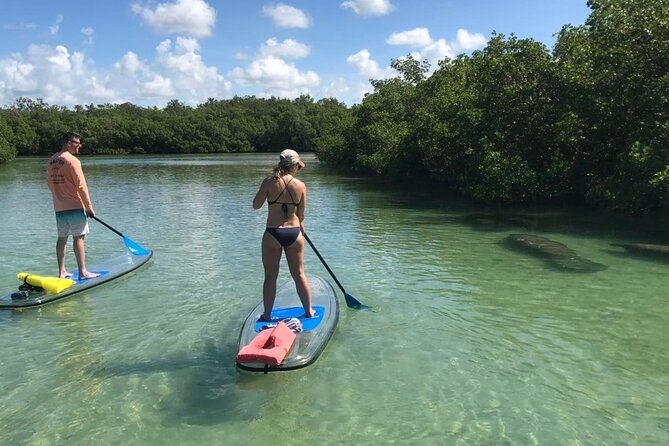 Guided Island EcoTour: CLEAR/Standard Kayak, SUP - Bonita Springs - Shelling and beach time: how the guide turns sand into stories
