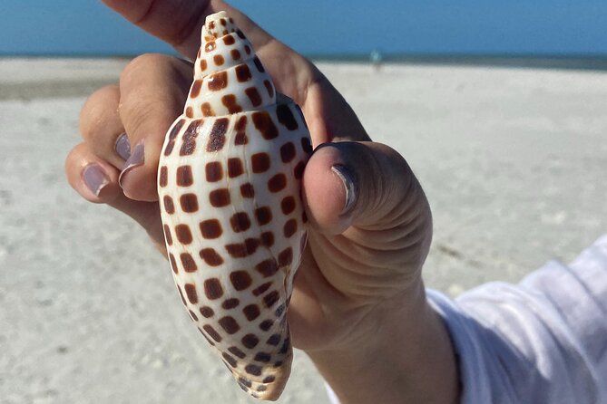 Half Day Shelling Dolphin Eco Tour in 10 000 Island and Marco - Key Things You’ll Notice on This Shelling and Dolphin Tour