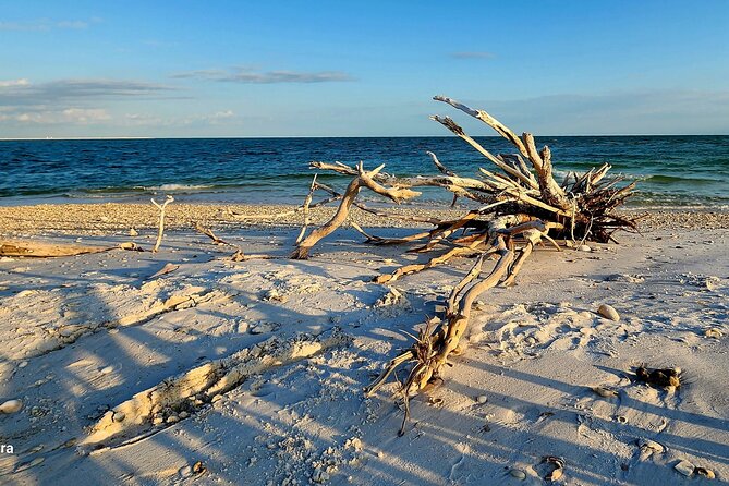 Half Day Shelling Dolphin Eco Tour in 10 000 Island and Marco - Dolphin-Watching Meets Shelling Time in the 10,000 Islands