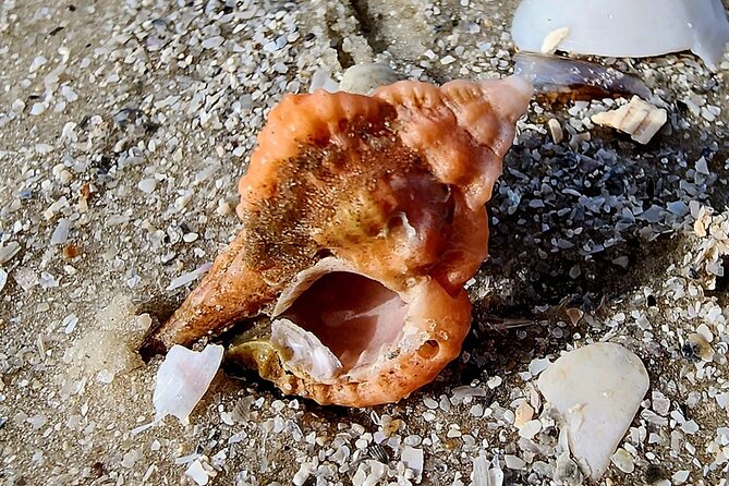 Half Day Shelling Dolphin Eco Tour in 10 000 Island and Marco - The Boat Ride: Dolphins, Mangroves, and Birds Along the Way