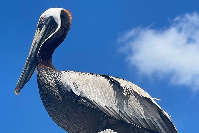 Half Day Shelling Dolphin Eco Tour in 10 000 Island and Marco - Shelling at Kice Island: How You Actually Find More