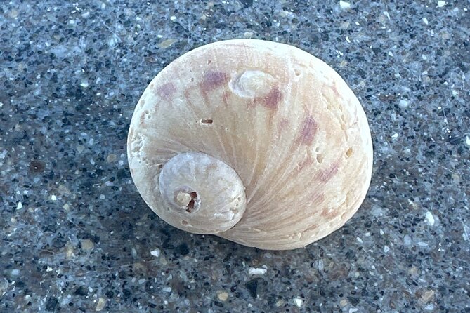 Half Day Shelling Dolphin Eco Tour in 10 000 Island and Marco - Captains and Shell Guides: Why the People Matter