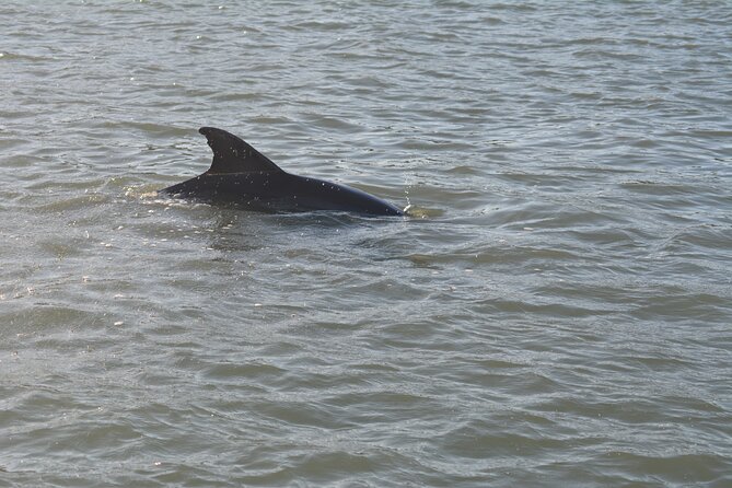 Half Day Shelling Dolphin Eco Tour in 10 000 Island and Marco - What to Bring to Have a Better Shelling Day
