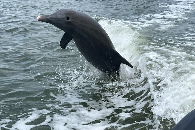 Half Day Shelling Dolphin Eco Tour in 10 000 Island and Marco - Where You Meet and What the Route Feels Like