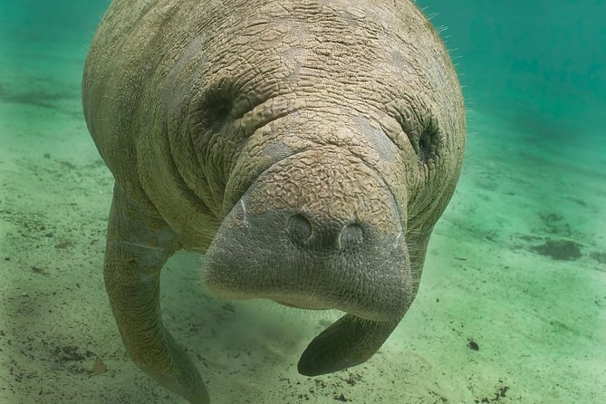 Manatee Sightseeing and Wildlife Boat Tour - Manatees Up Close From a Covered Boat: The Real Appeal