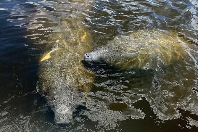 Manatee Sightseeing and Wildlife Boat Tour - Polarized Sunglasses and Phone Lenses: Photo Help That Actually Matters