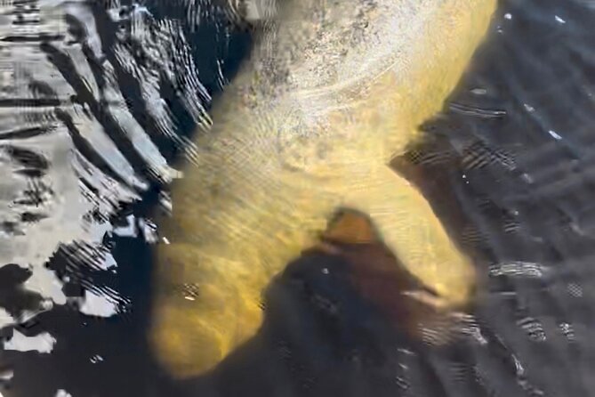 Manatee Sightseeing and Wildlife Boat Tour - Small Group Comfort (Up to 6): Why This Tour Feels Less Crowded