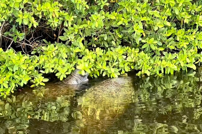 Manatee Sightseeing and Wildlife Boat Tour - Price and Value at $69.99: What You’re Really Paying For