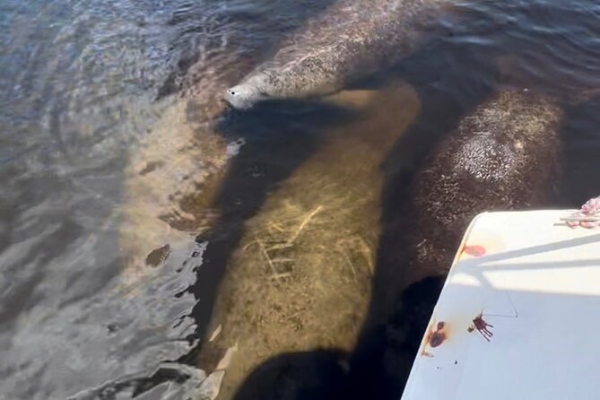 Manatee Sightseeing and Wildlife Boat Tour - Who Should Book This Manatee Tour (and Who Might Want a Different Style)