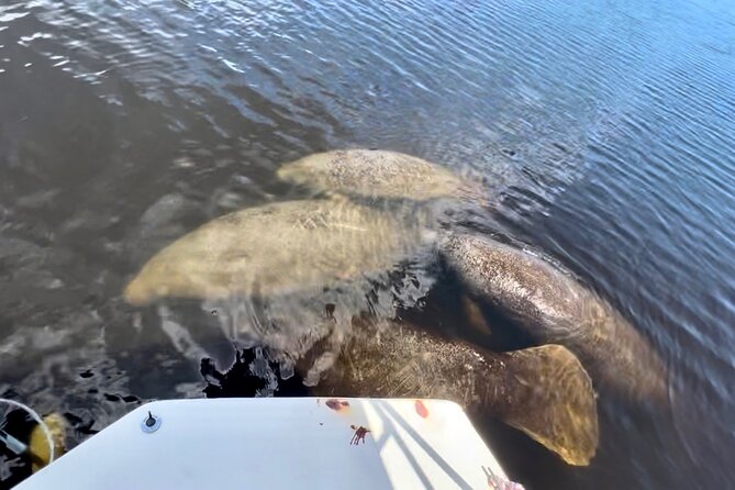 Manatee Sightseeing and Wildlife Boat Tour - Should You Book This Naples Manatee and Wildlife Boat Tour?