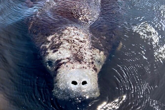Manatee Sightseeing and Wildlife Boat Tour - Port of the Islands Marina Start: How the Day Gets Going
