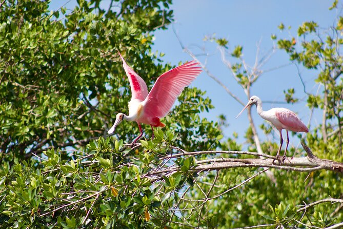 Manatees and Mangrove Tunnels Small Group Kayak Tour - The Manatee Canal Search: Timing, Water Temp, and Real Expectations