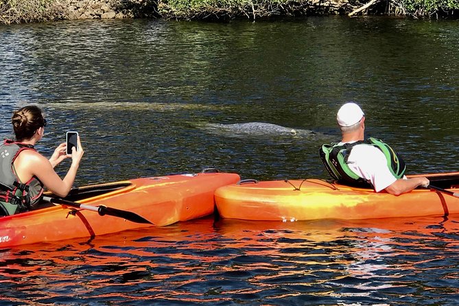 Manatees and Mangrove Tunnels Small Group Kayak Tour - The Van Shuttle Downwinder Setup (1 Mile In, 4 Miles Back)