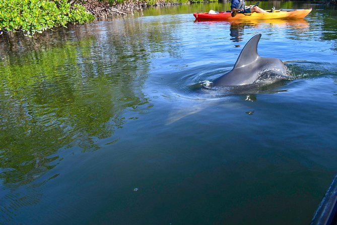 Mangrove Tunnels & Mudflats Kayak Tour - Local Biologist Guides - Stop at Isle of Capri Paddlecraft Park: where your trip starts