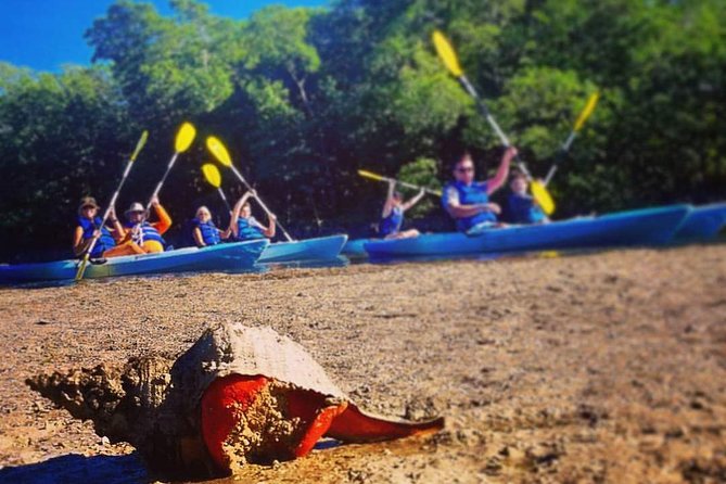 Mangrove Tunnels & Mudflats Kayak Tour - Local Biologist Guides - What to wear and bring for a smooth, not-sweaty morning